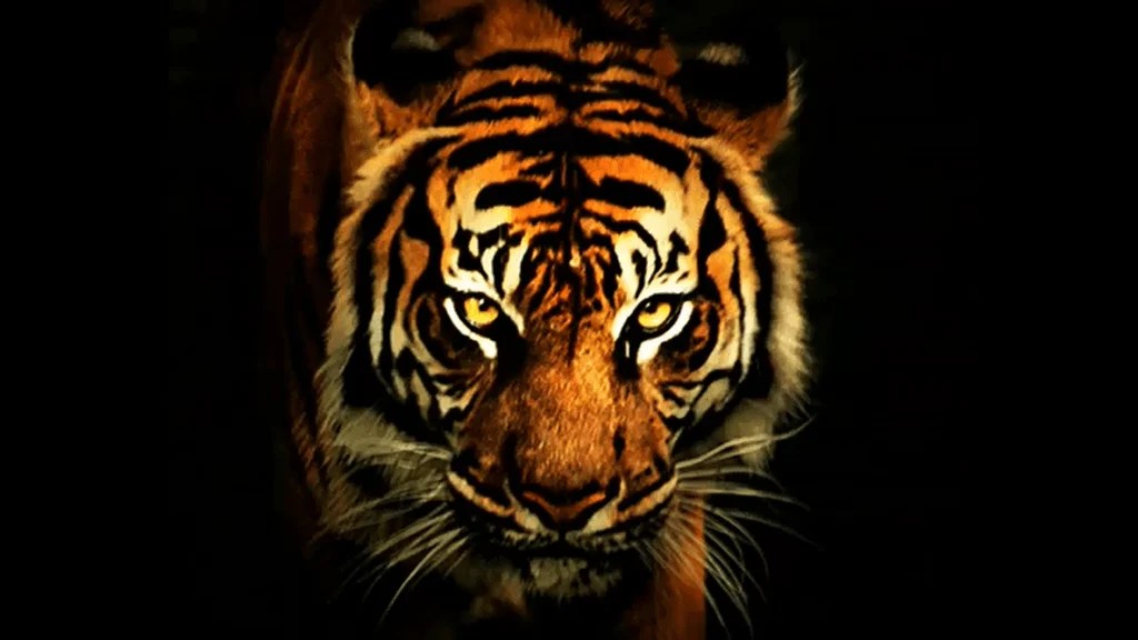 Cool Tiger Backgrounds Wallpaper Cave