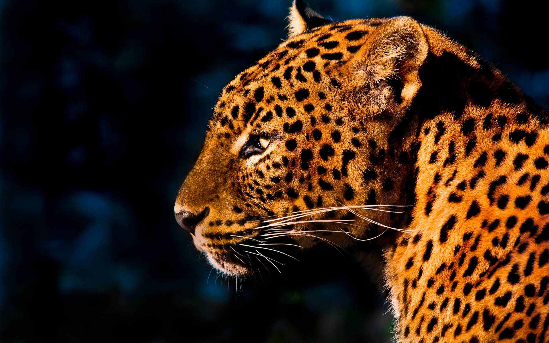 Wallpapers Leopard Wallpaper Cave