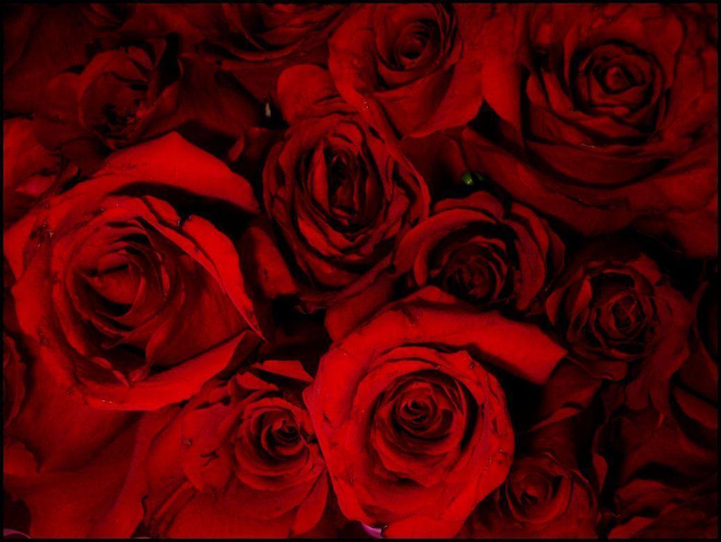 Blood Red Wallpapers Wallpaper Cave