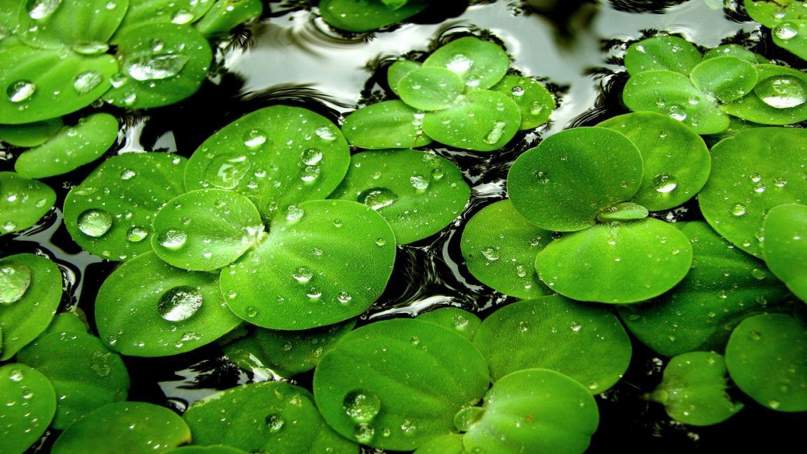 Lily Pad Wallpapers Wallpaper Cave