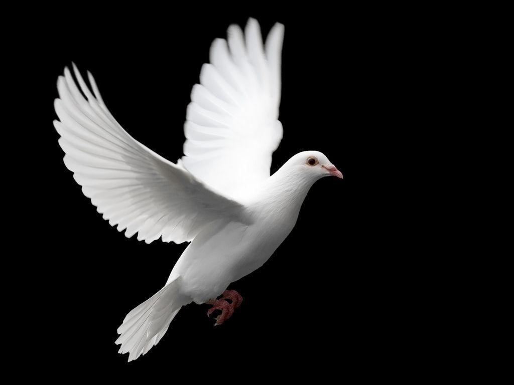 White Dove Wallpapers Wallpaper Cave