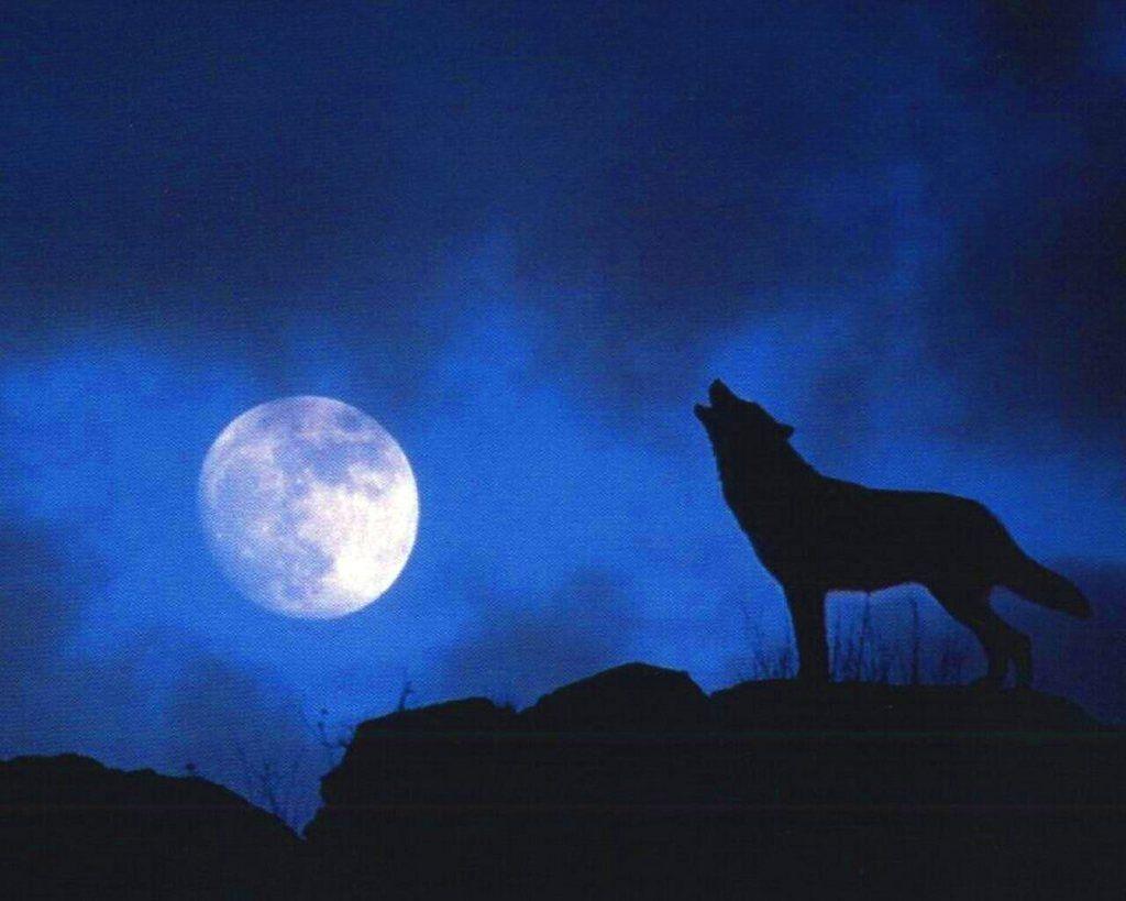 Wolf Howling At The Moon Wallpapers Wallpaper Cave