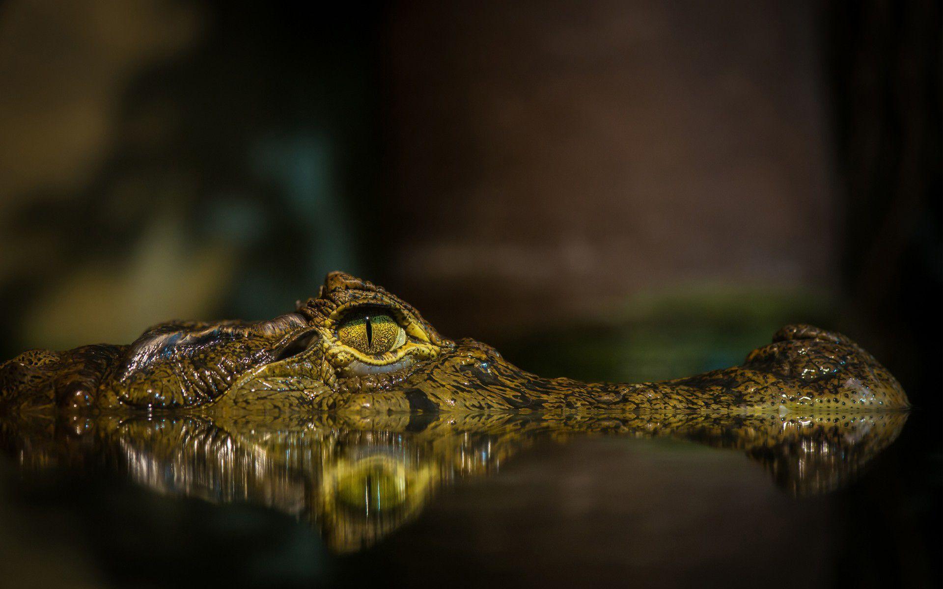 Alligator Wallpapers Wallpaper Cave