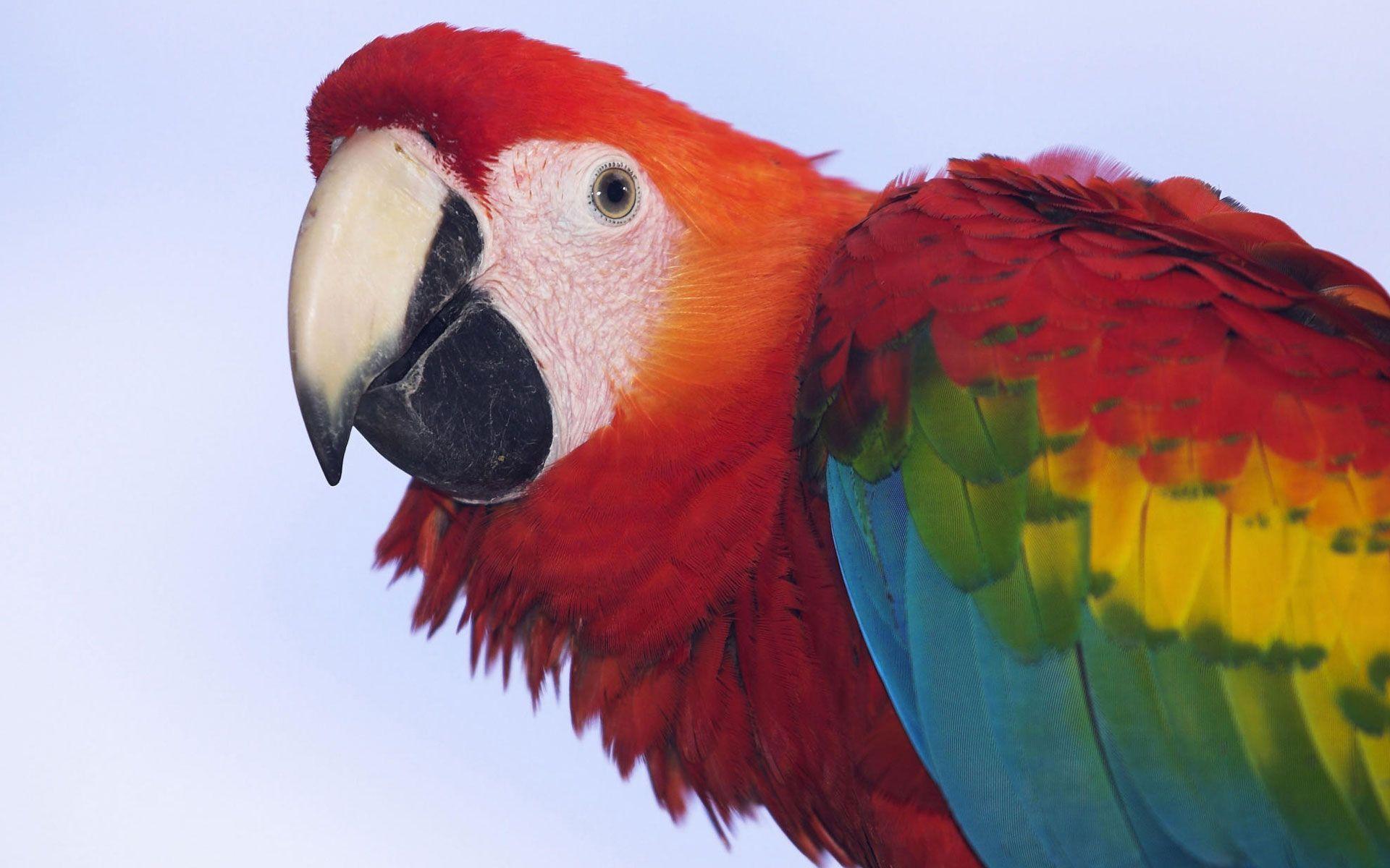Macaw Parrot Wallpapers Wallpaper Cave
