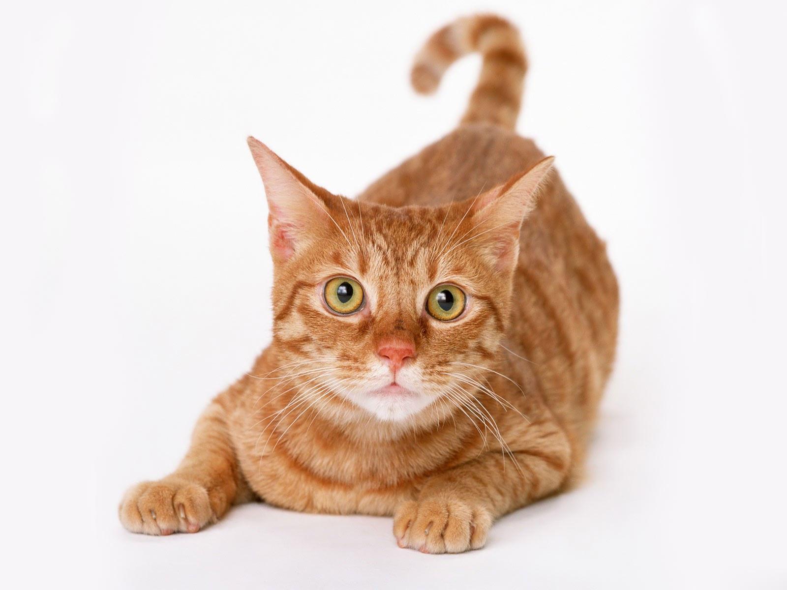 Cat White Backgrounds Wallpaper Cave