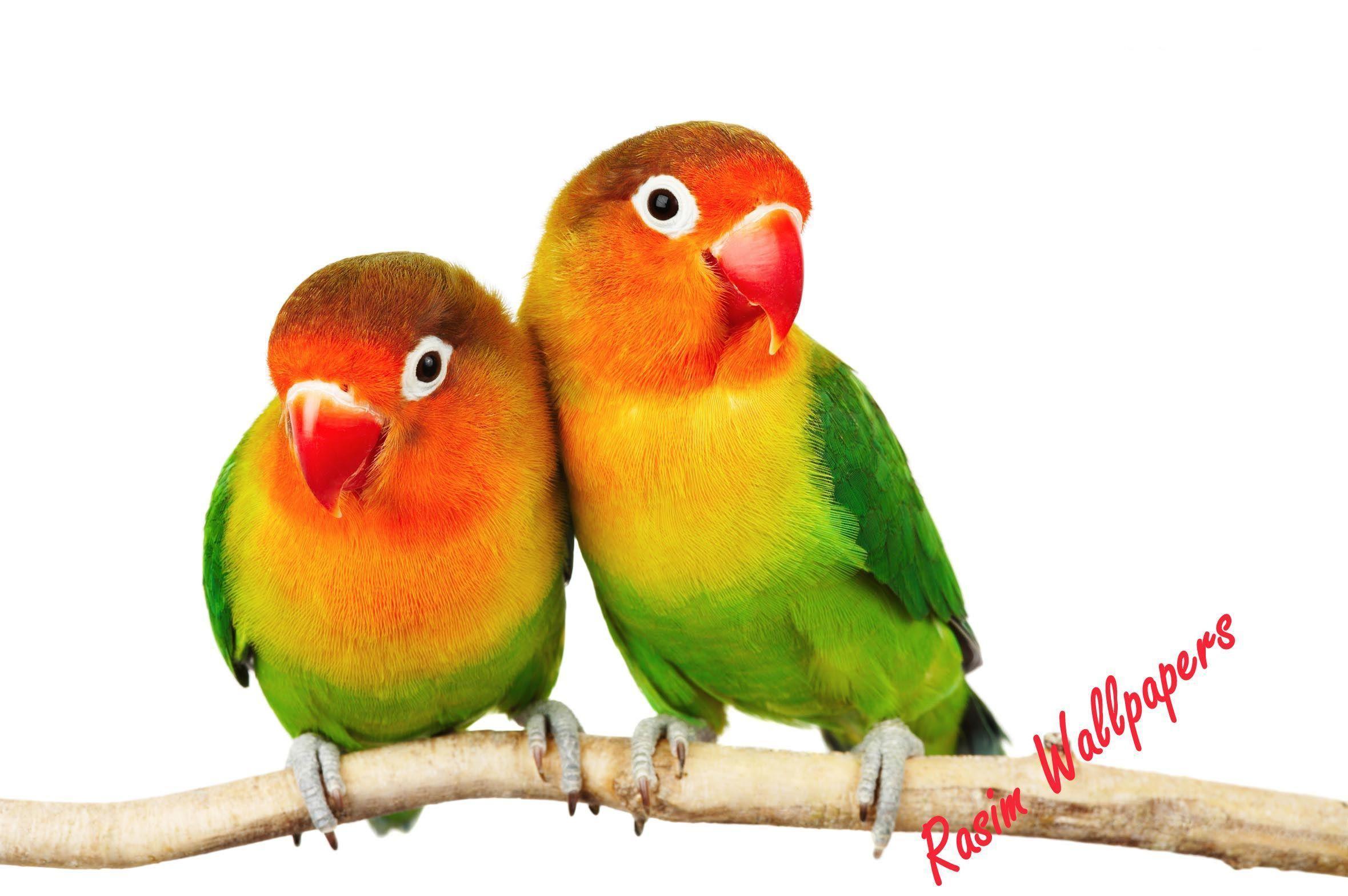 Love Bird Wallpapers Wallpaper Cave
