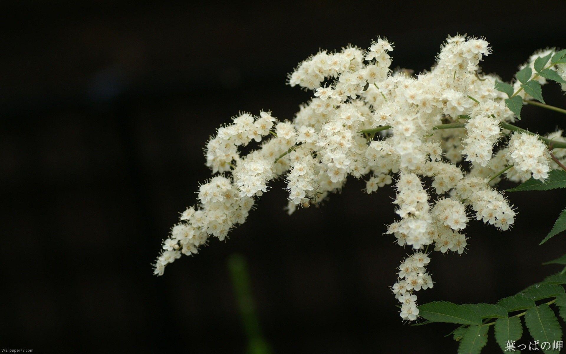 White Flower Wallpapers Wallpaper Cave