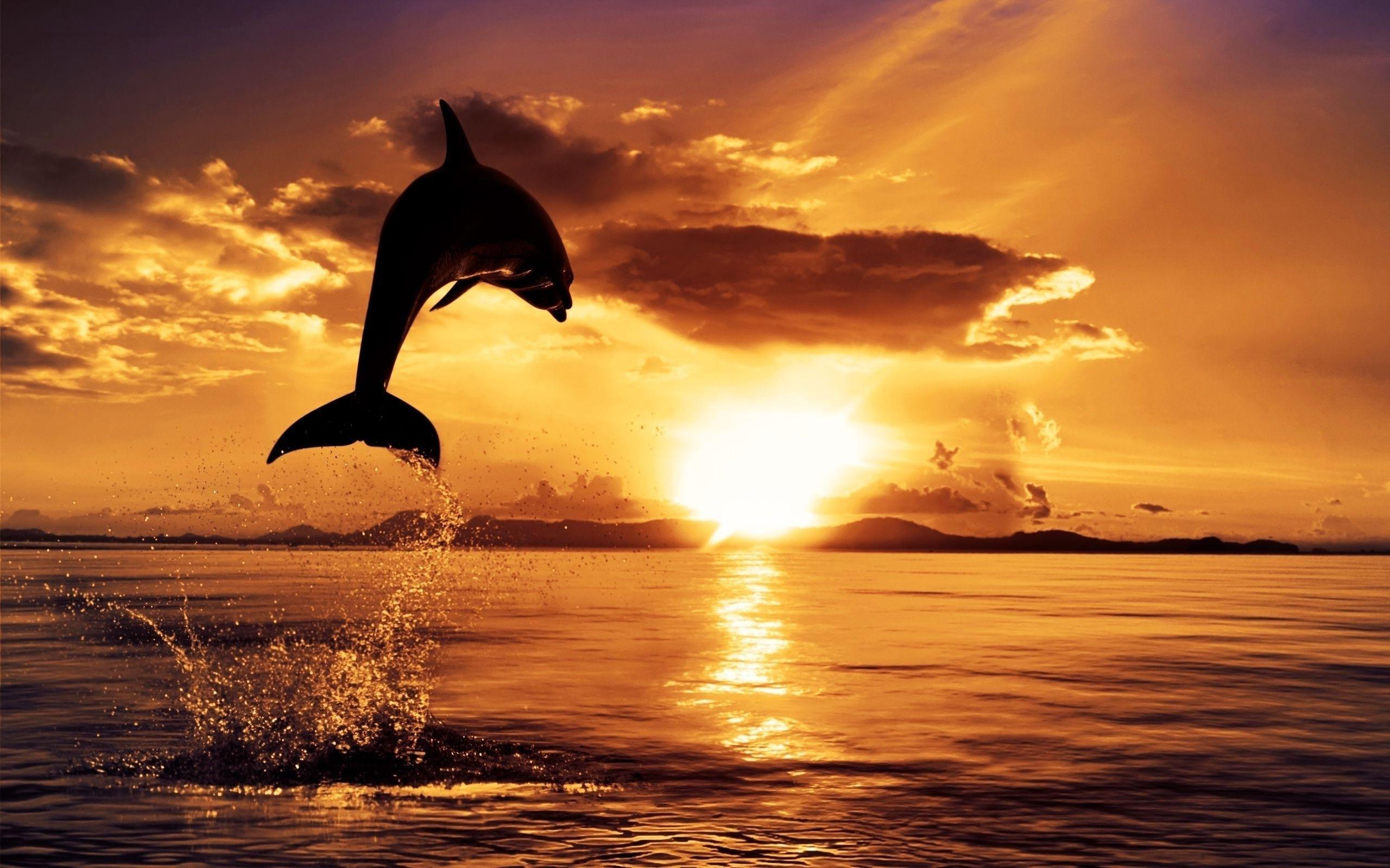 Free Dolphin Desktop Wallpapers Wallpaper Cave