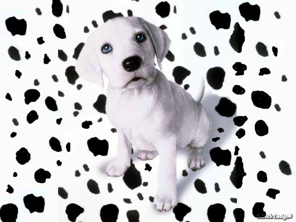 Dalmatian Backgrounds Wallpaper Cave