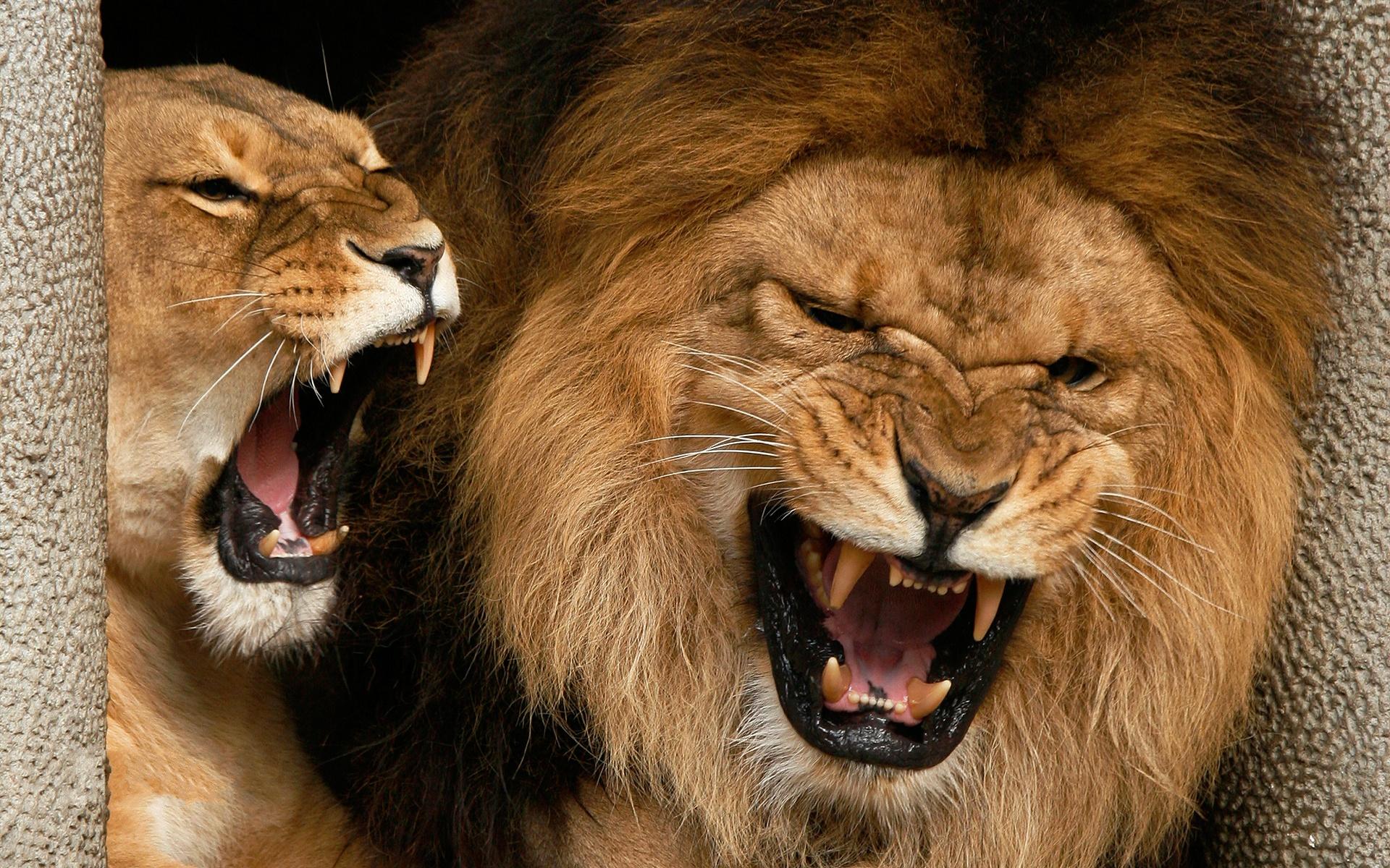 Lion Face Wallpapers Wallpaper Cave