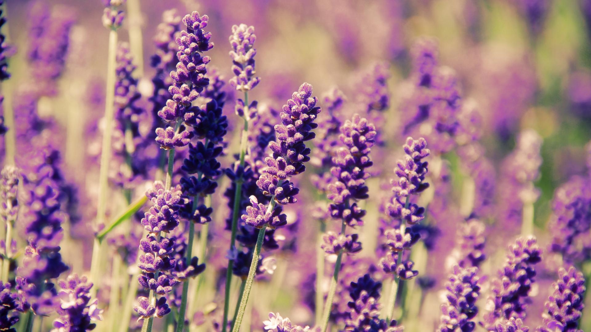 Lavender Flower Wallpapers Wallpaper Cave