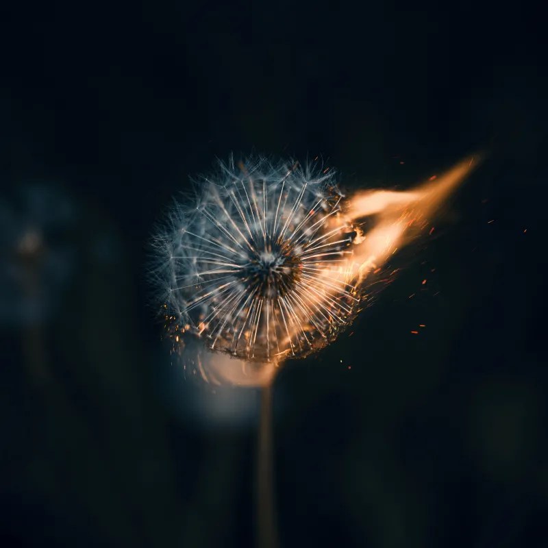 Dandelion Wallpapers and Backgrounds WallpaperCG