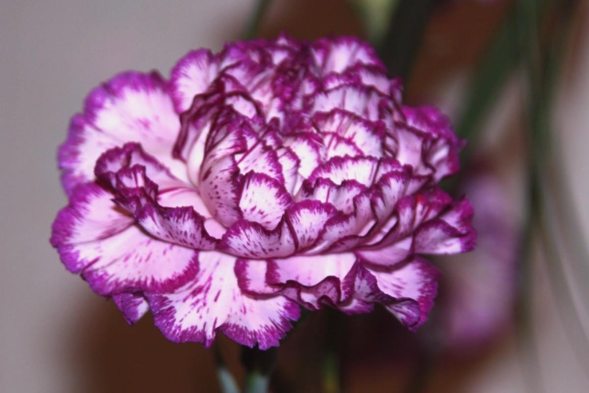 Carnation Wallpaper HD Download