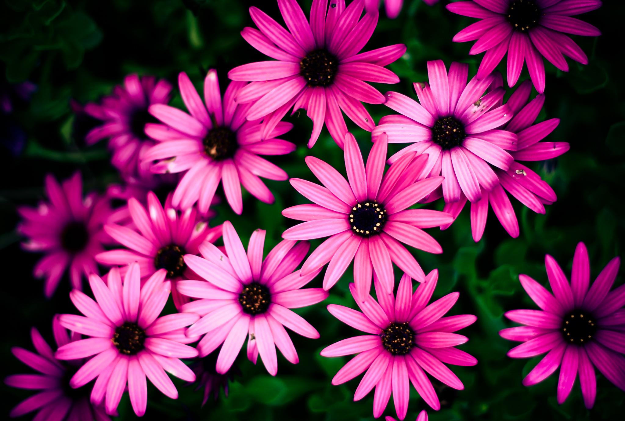 Daisy Wallpaper HD Download