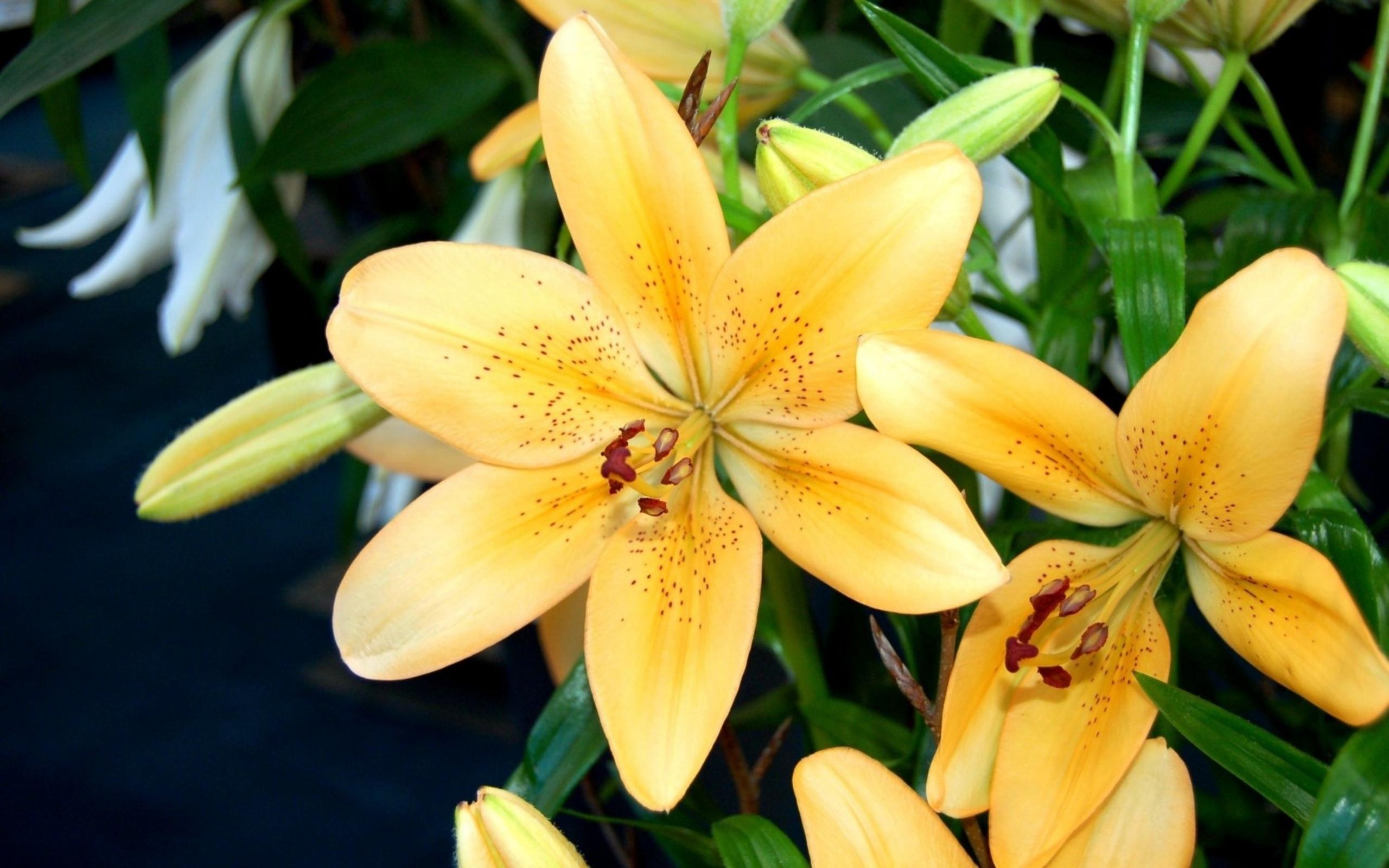 Lily Wallpaper HD Download