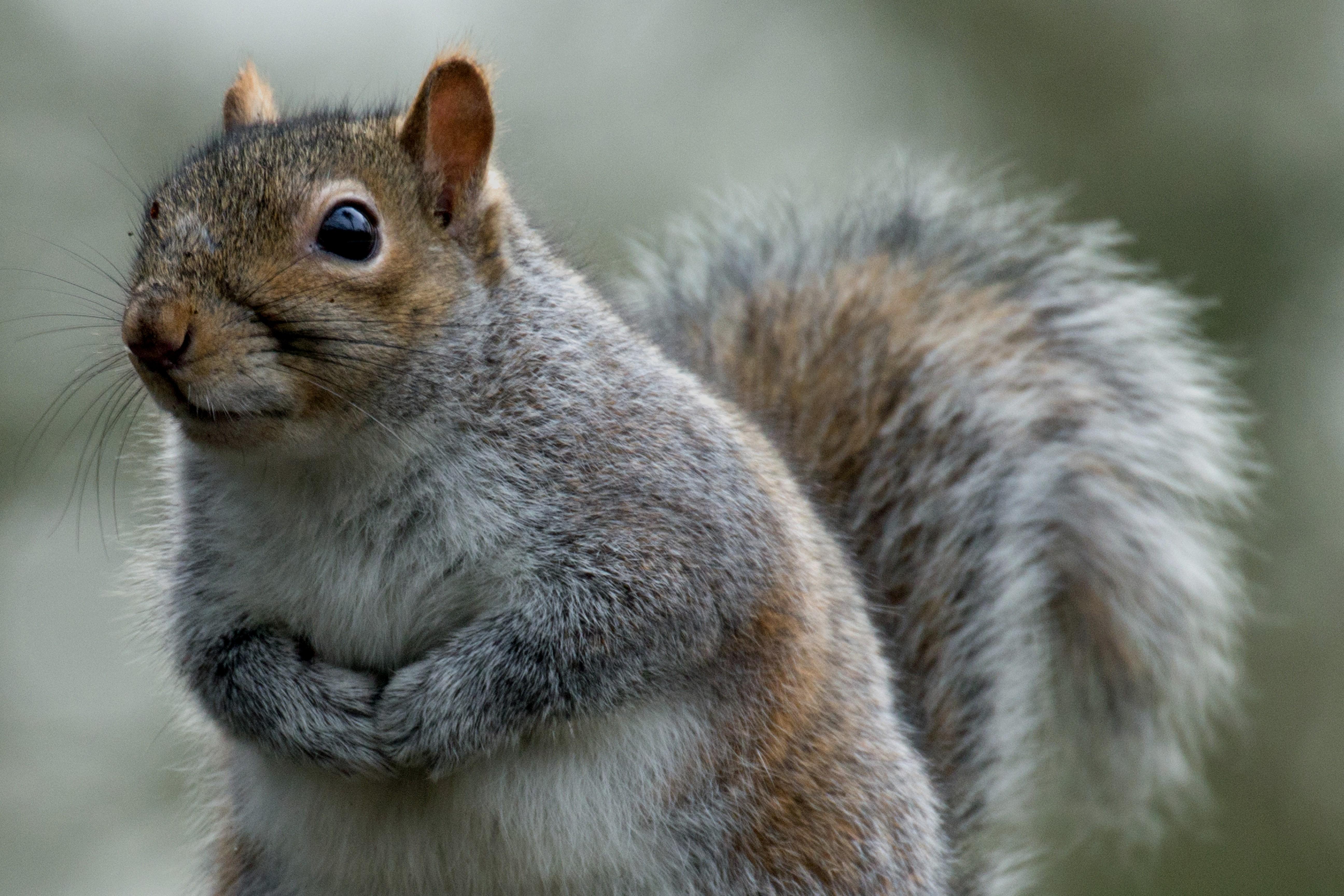 Squirrel Wallpaper HD Download