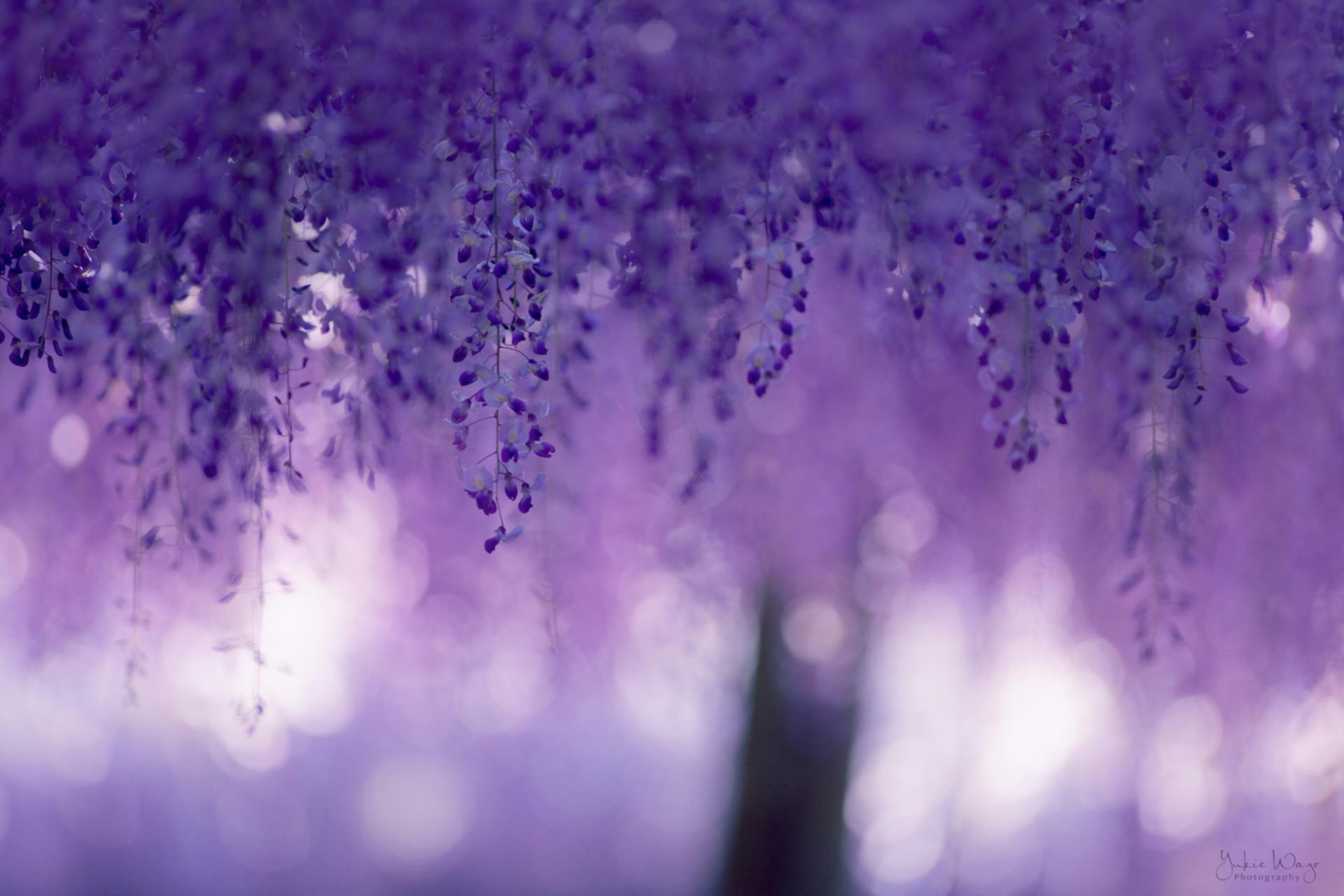Lilac Wallpaper HD Download