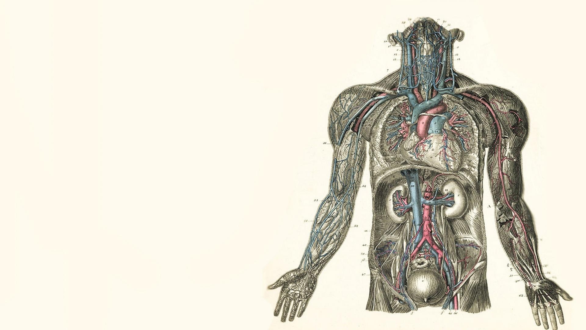Anatomy Artistic Wallpaper HD Download