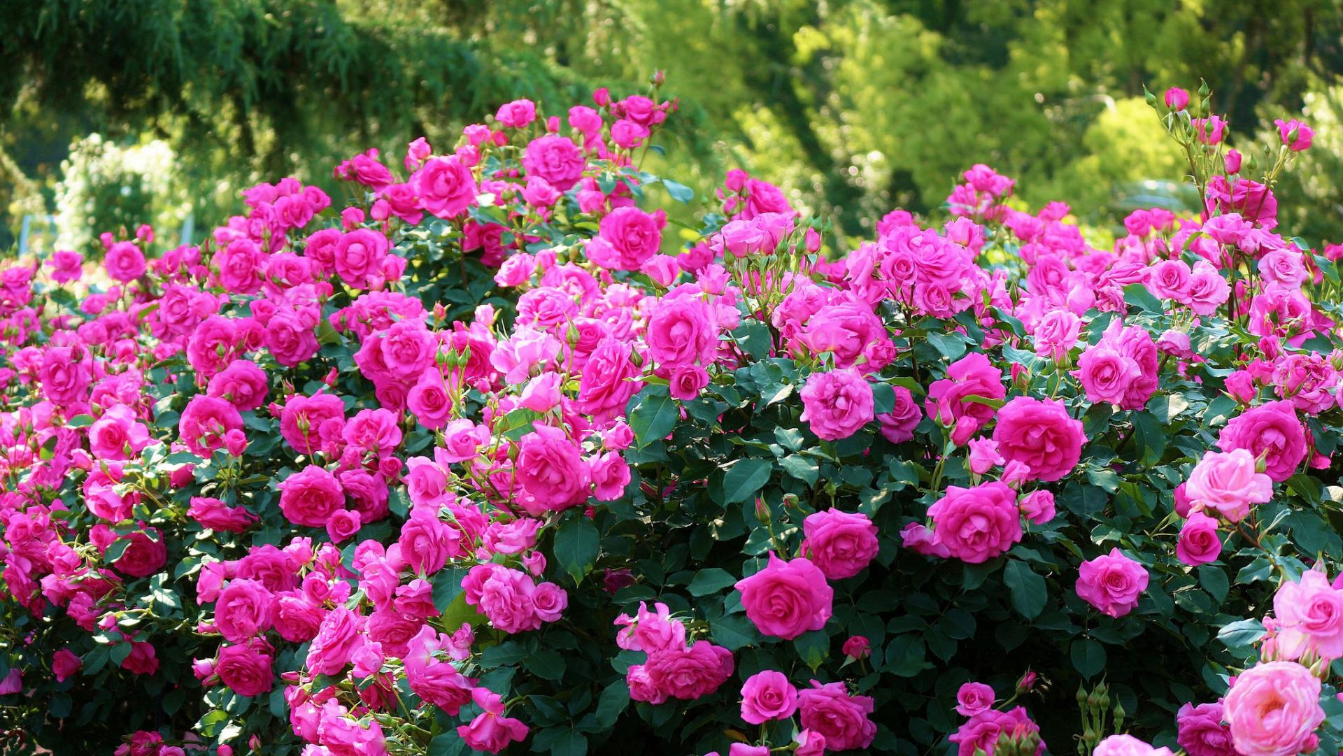 Rose Bush Wallpaper HD Download