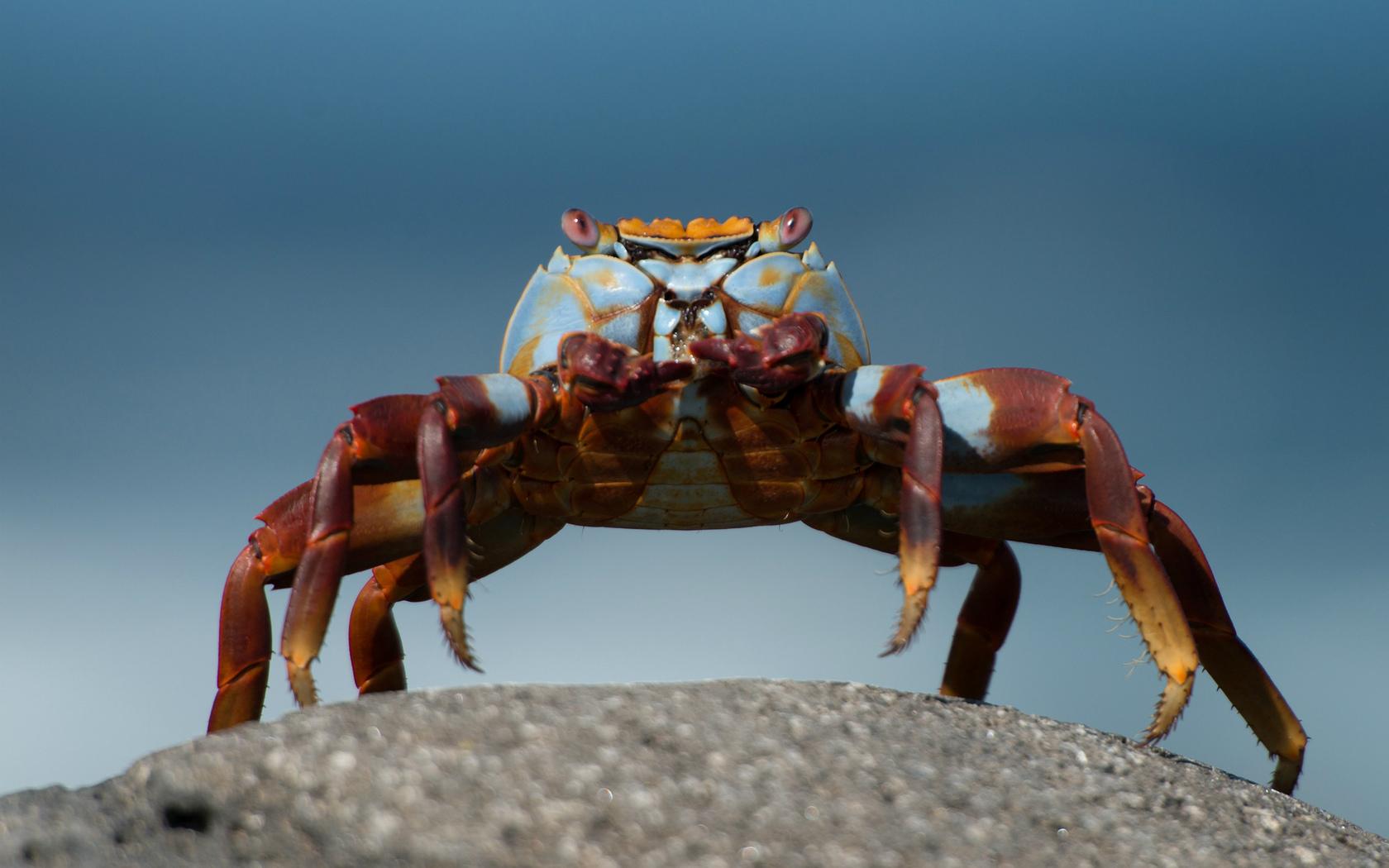 Crab Wallpaper HD Download