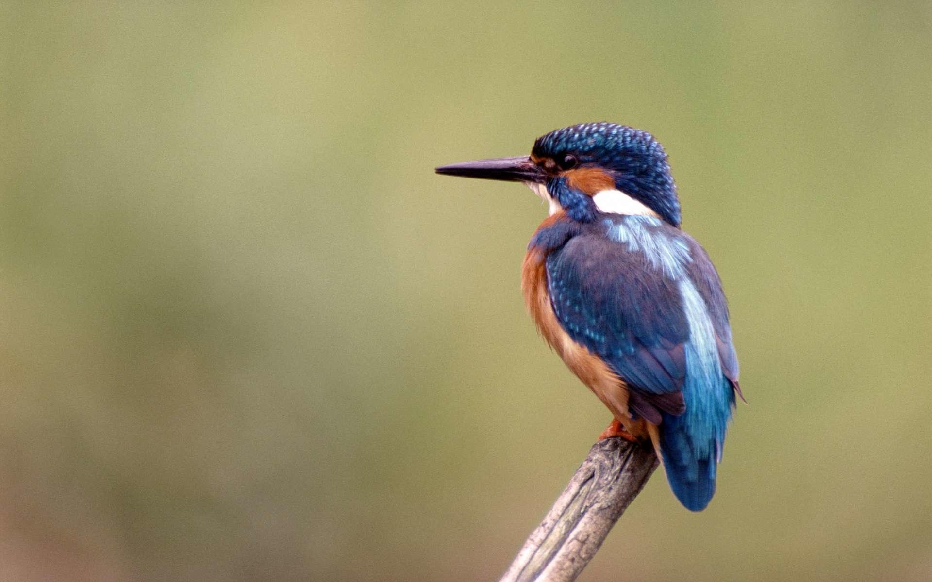 Kingfisher Wallpaper HD Download