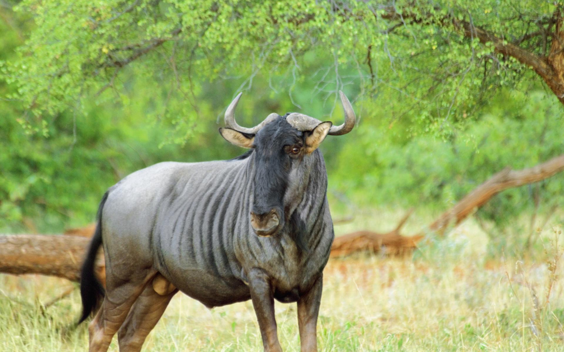 Wildebeest Wallpaper HD Download