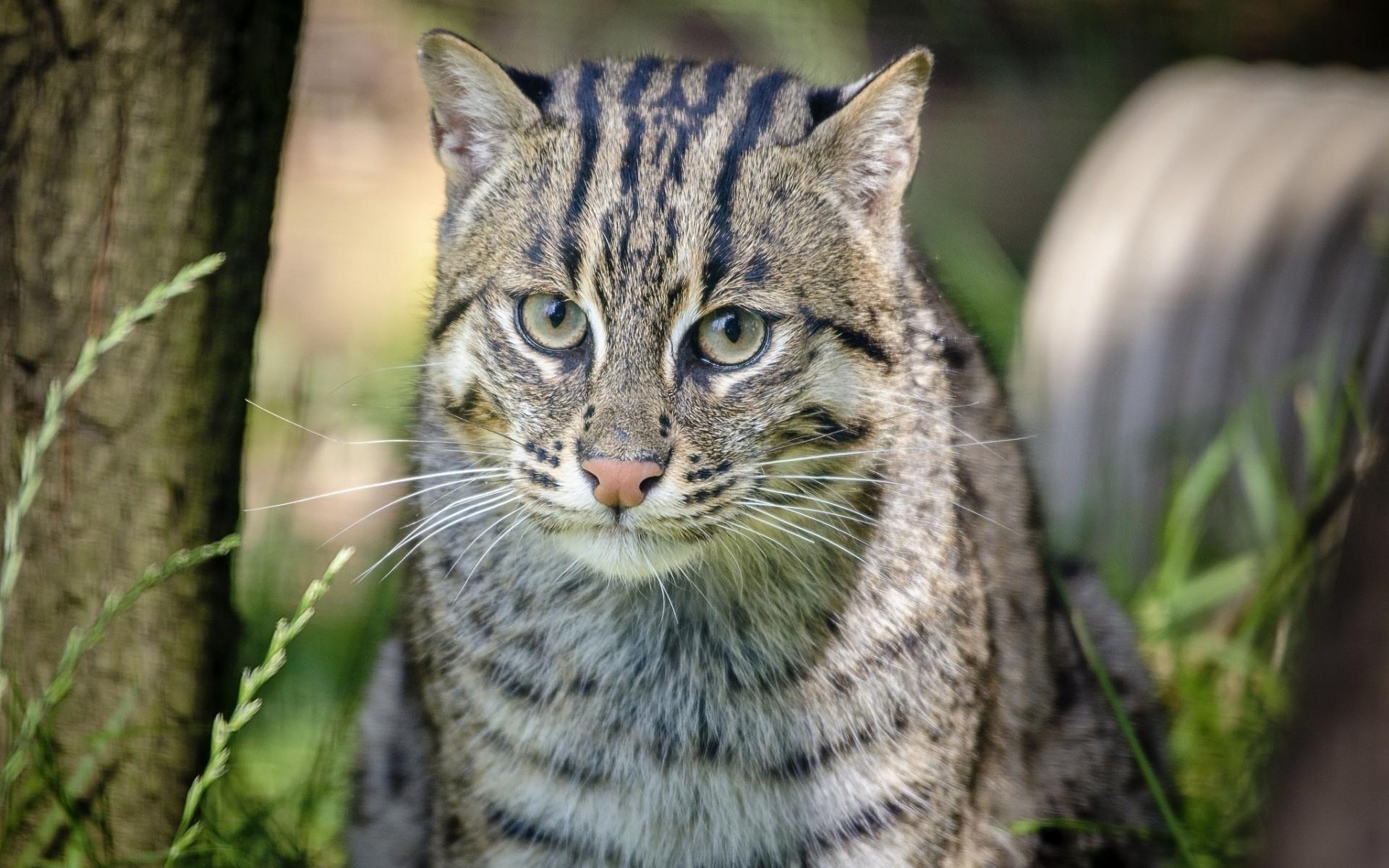 Fishing Cat Wallpaper HD Download
