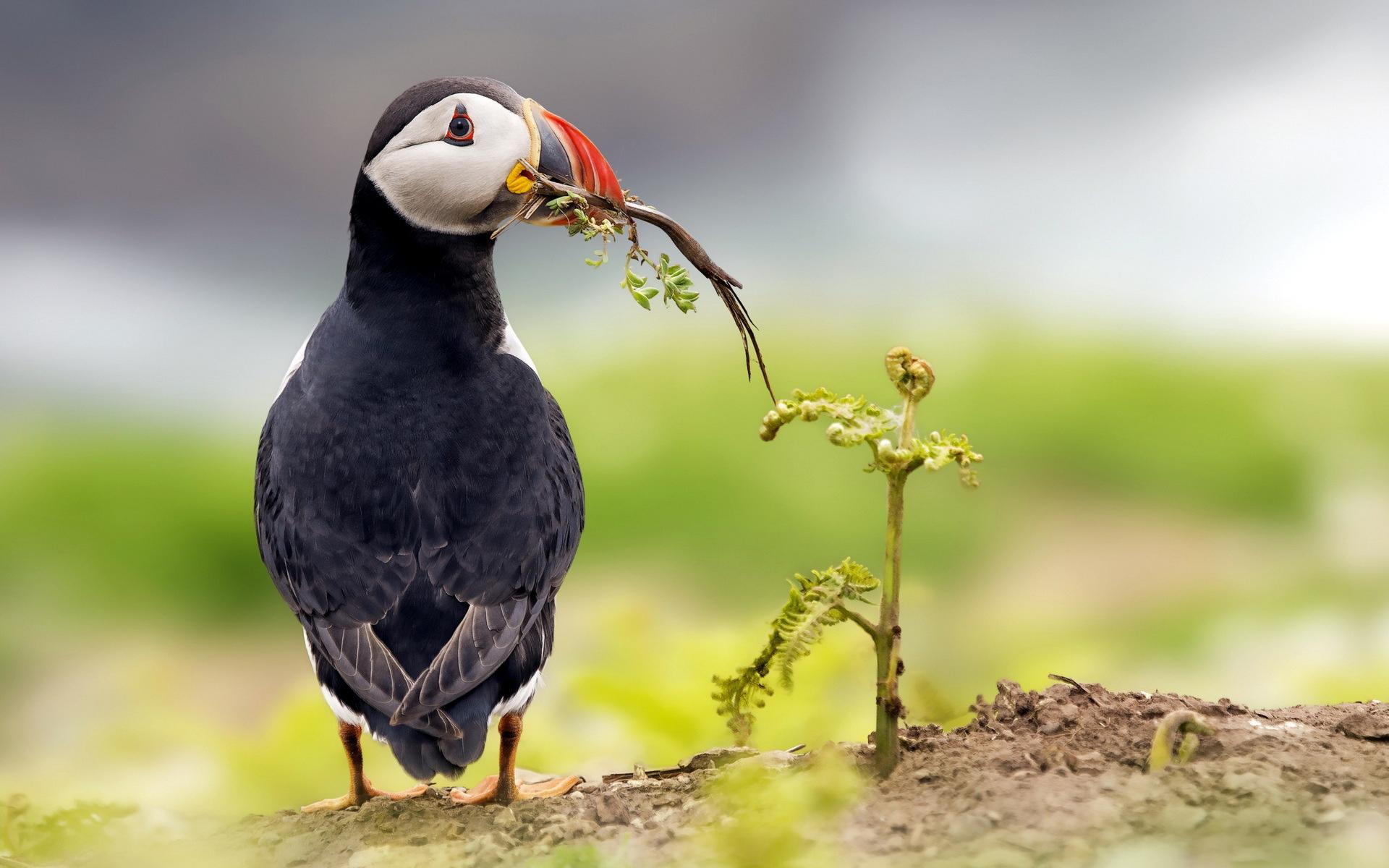Puffin Wallpaper HD Download