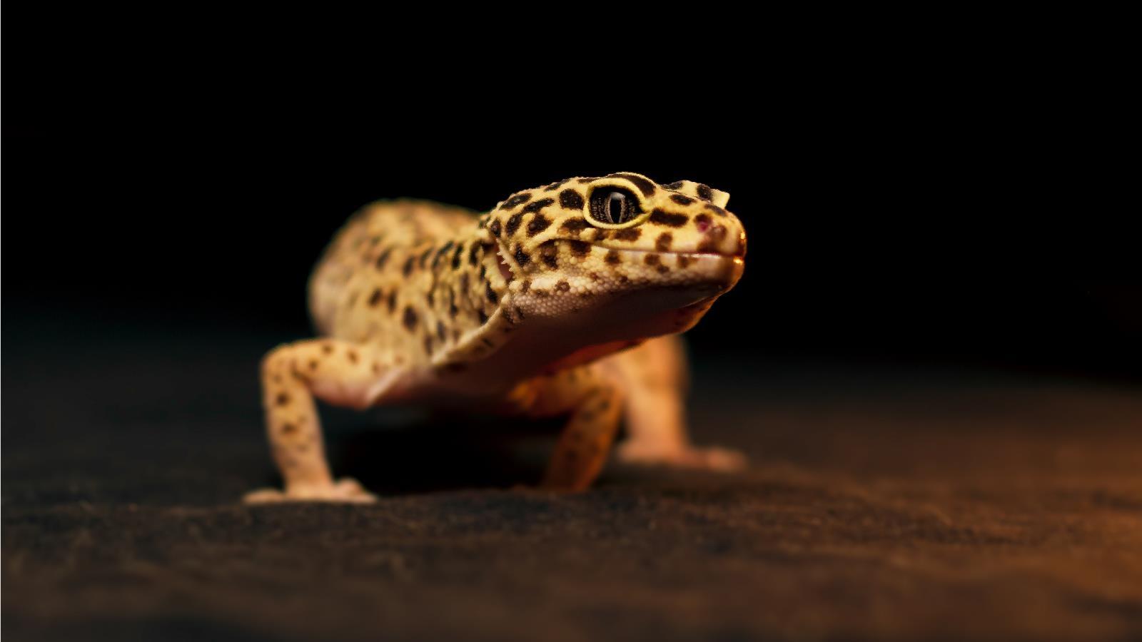 Leopard Gecko Wallpaper HD Download