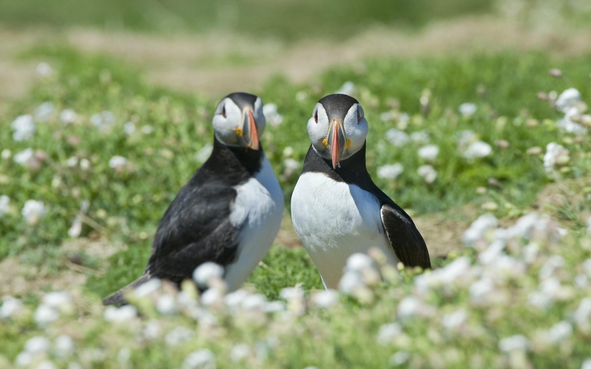 Puffin Wallpaper HD Download
