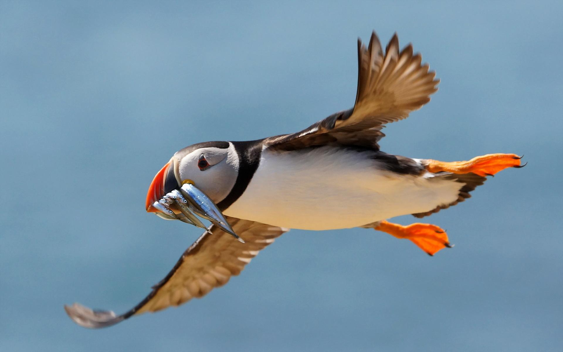 Puffin Wallpaper HD Download