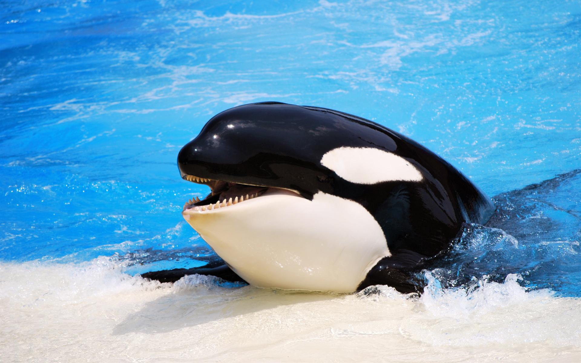 Orca Wallpaper HD Download