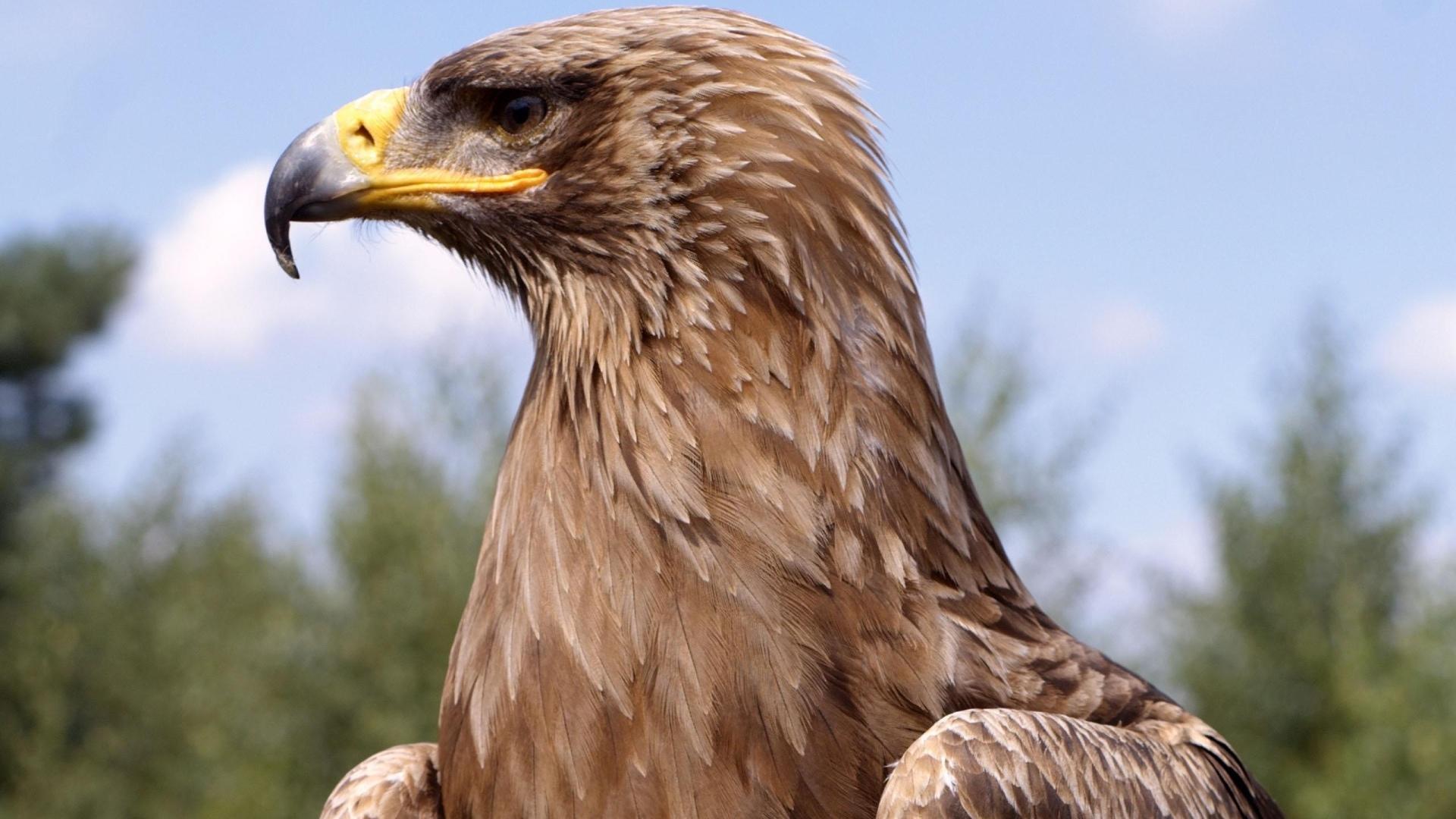 Golden Eagle Wallpaper HD Download