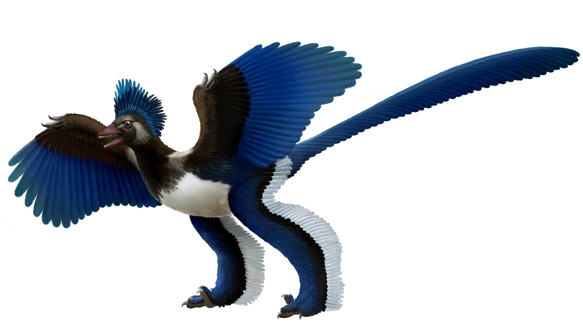 Archaeopteryx Wallpaper HD Download