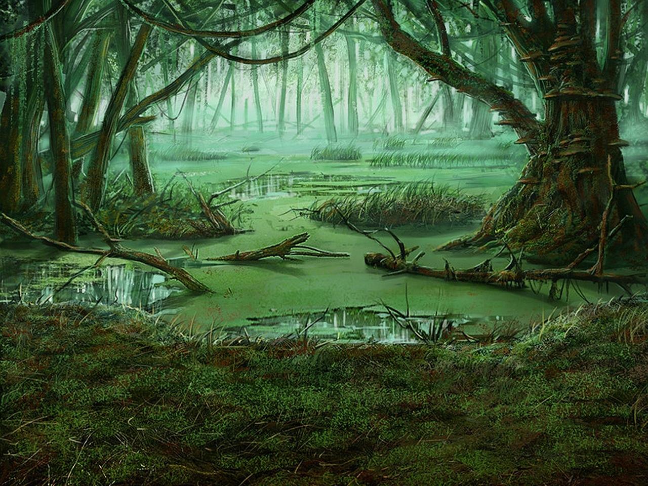 Swamp Wallpaper HD Download