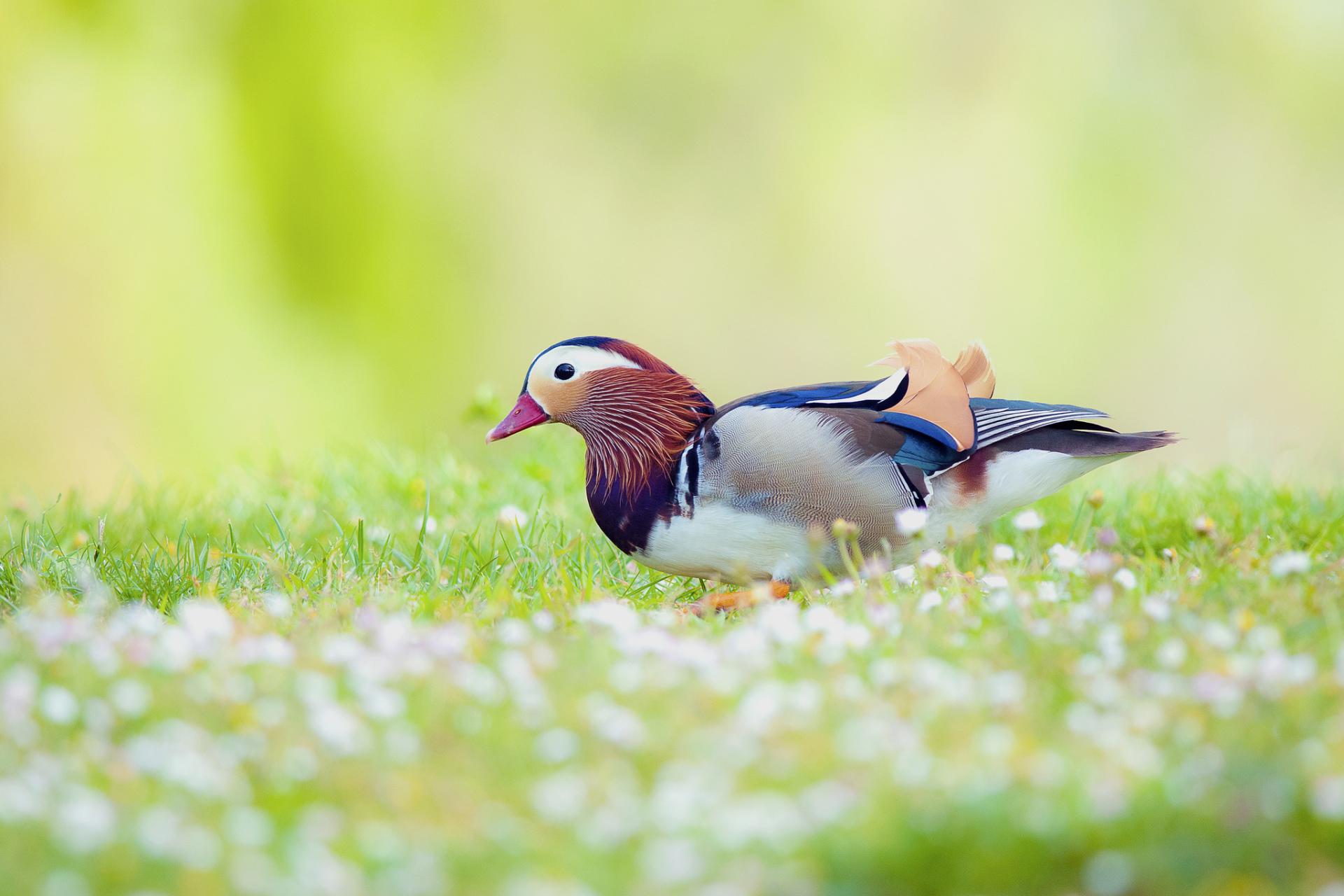 Mandarin Duck Wallpaper HD Download