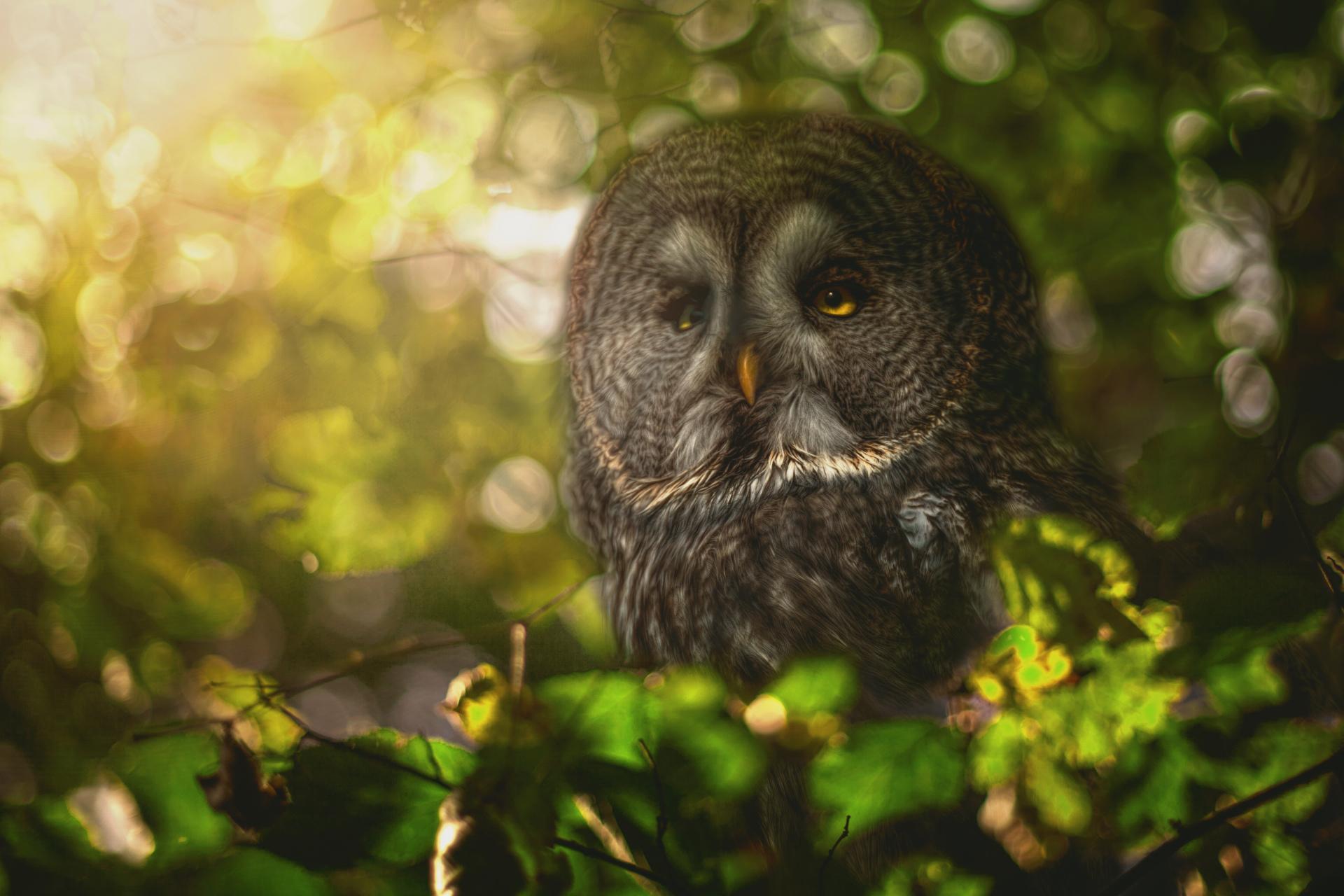 Great Grey Owl Wallpaper HD Download