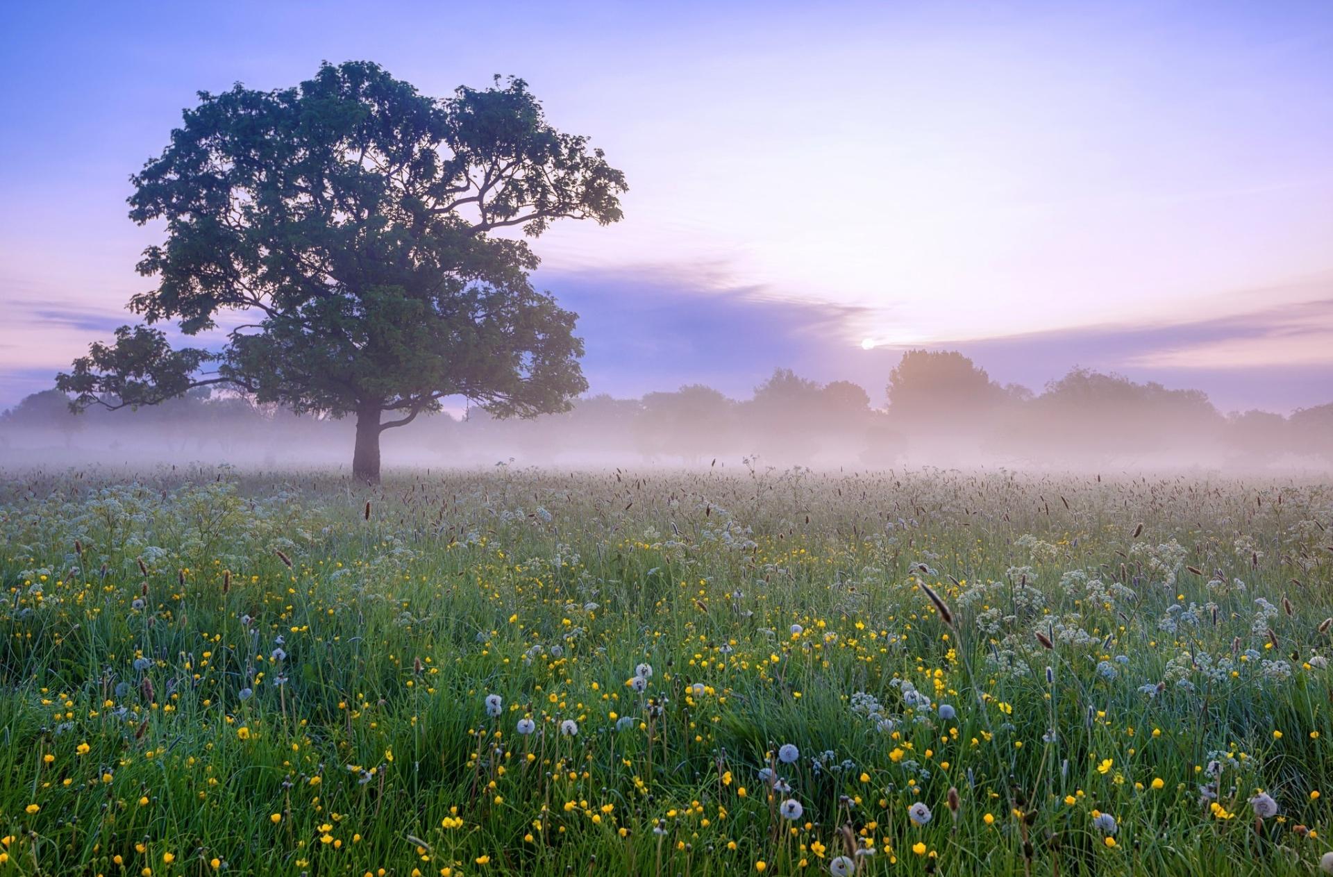 Meadow Wallpaper HD Download
