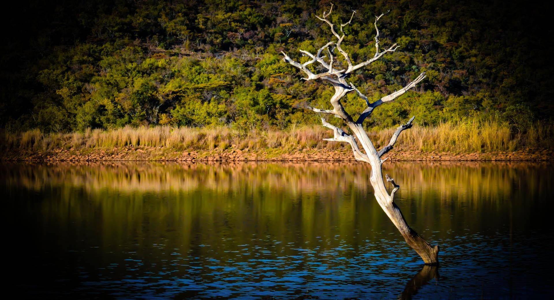 White Tree Wallpaper HD Download