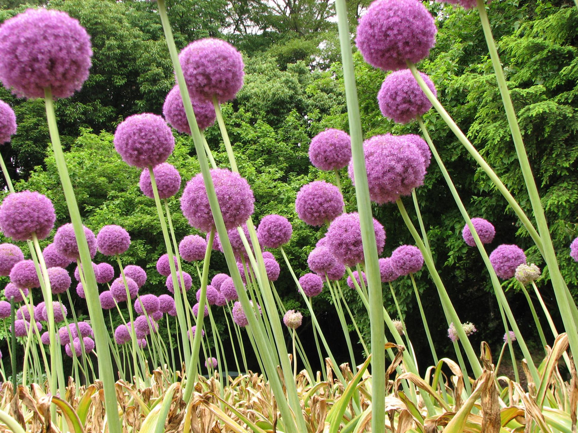 Allium Wallpaper HD Download
