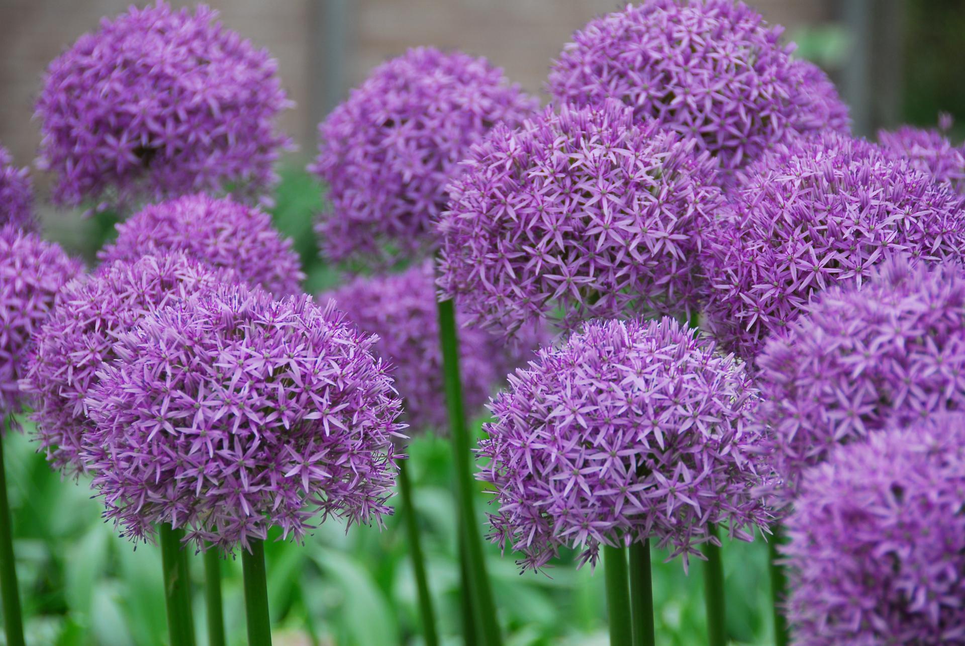 Allium Wallpaper HD Download