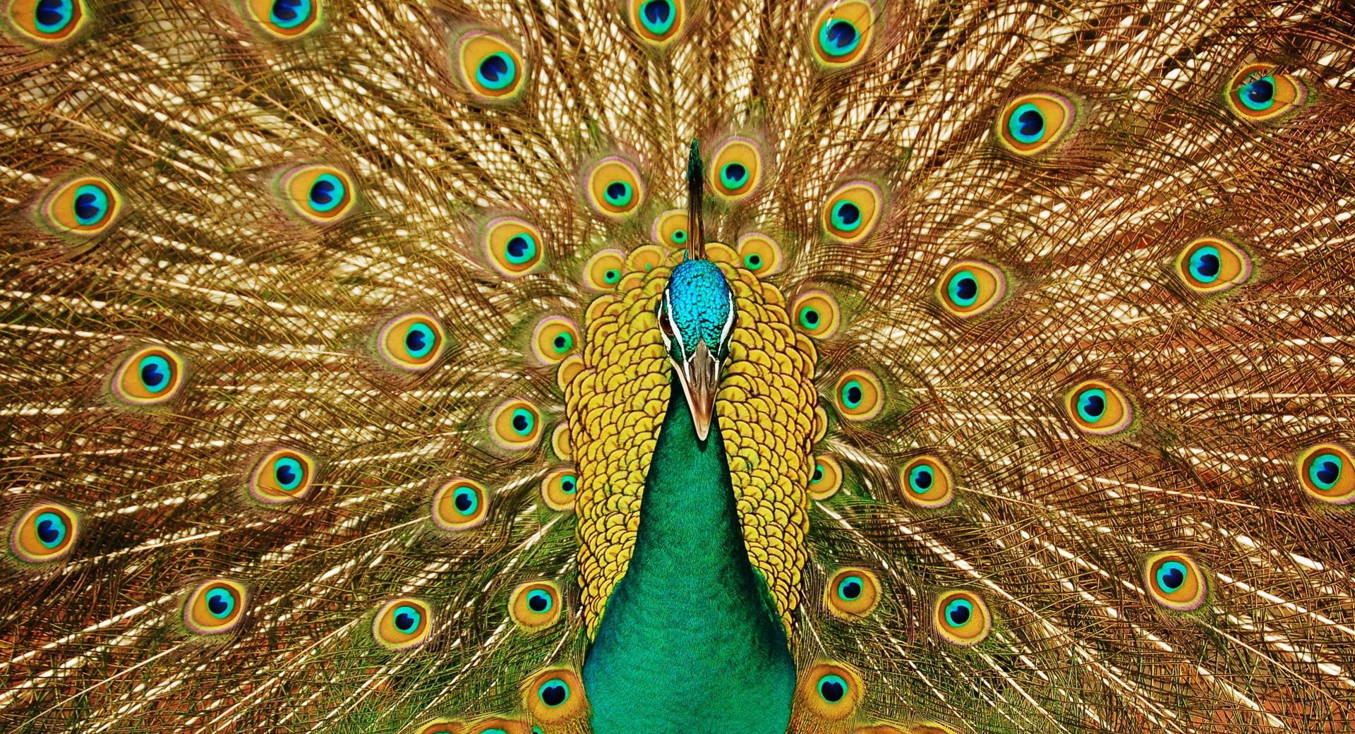 Beautiful Peacock Wallpaper HD Download