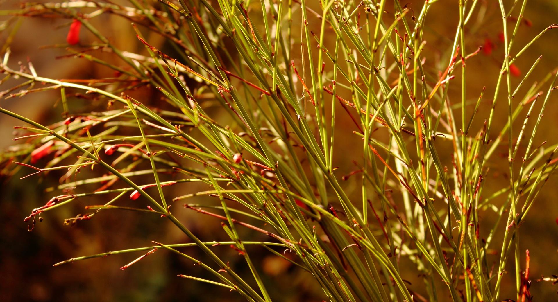 Bulb Flower Stems Wallpaper HD Download