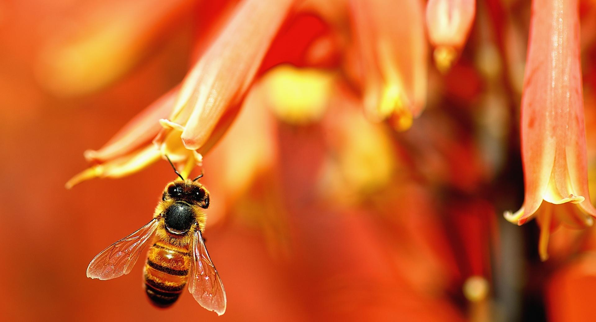 Busy Bee Working Wallpaper HD Download