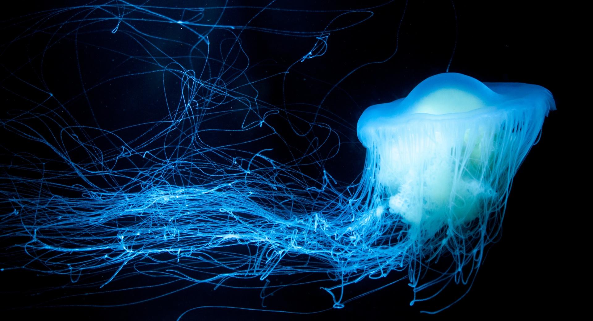 Glowing Jellyfish 2048 x 2048 iPad wallpaper download