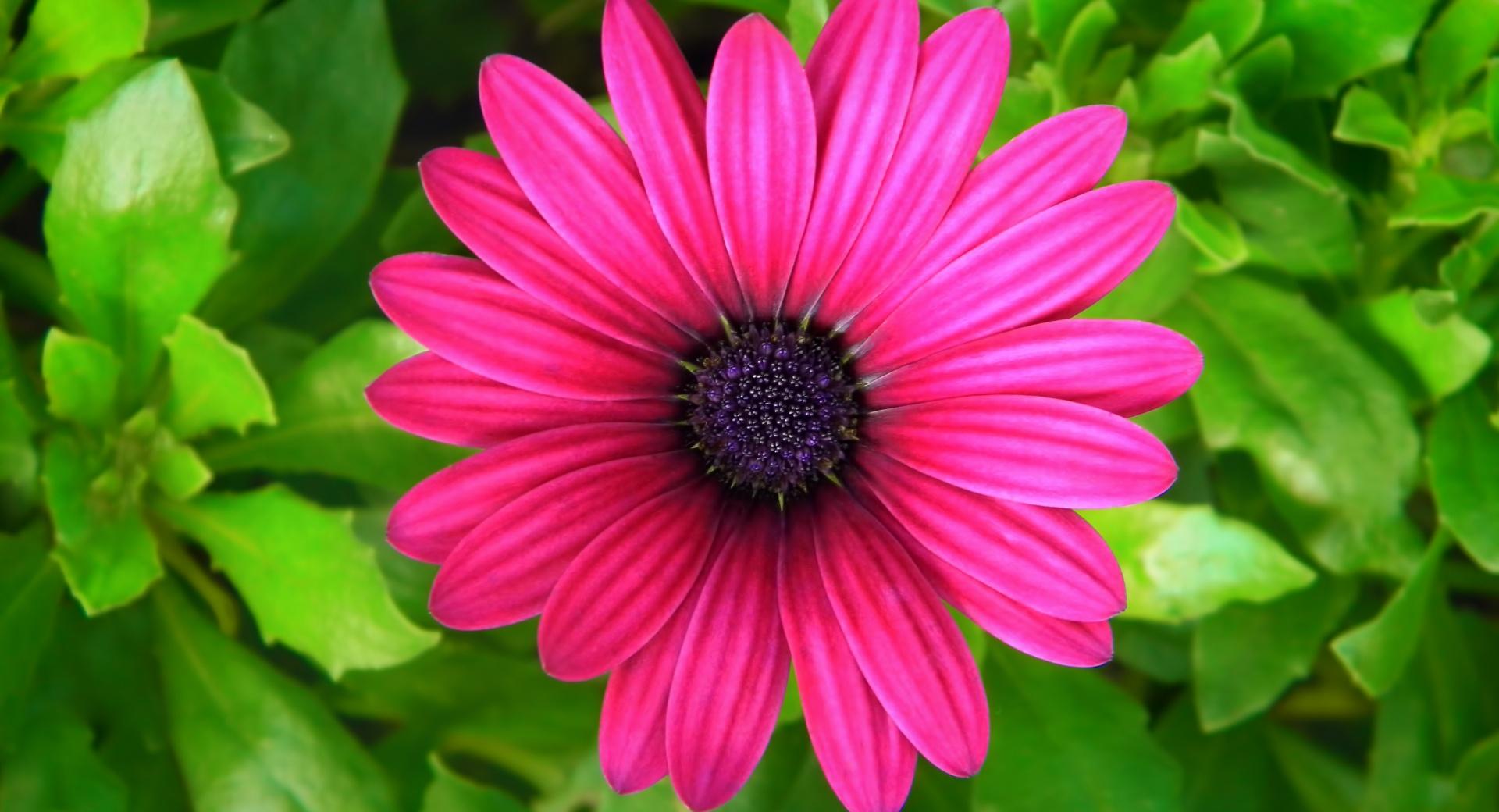 Pink Princess Wallpaper HD Download