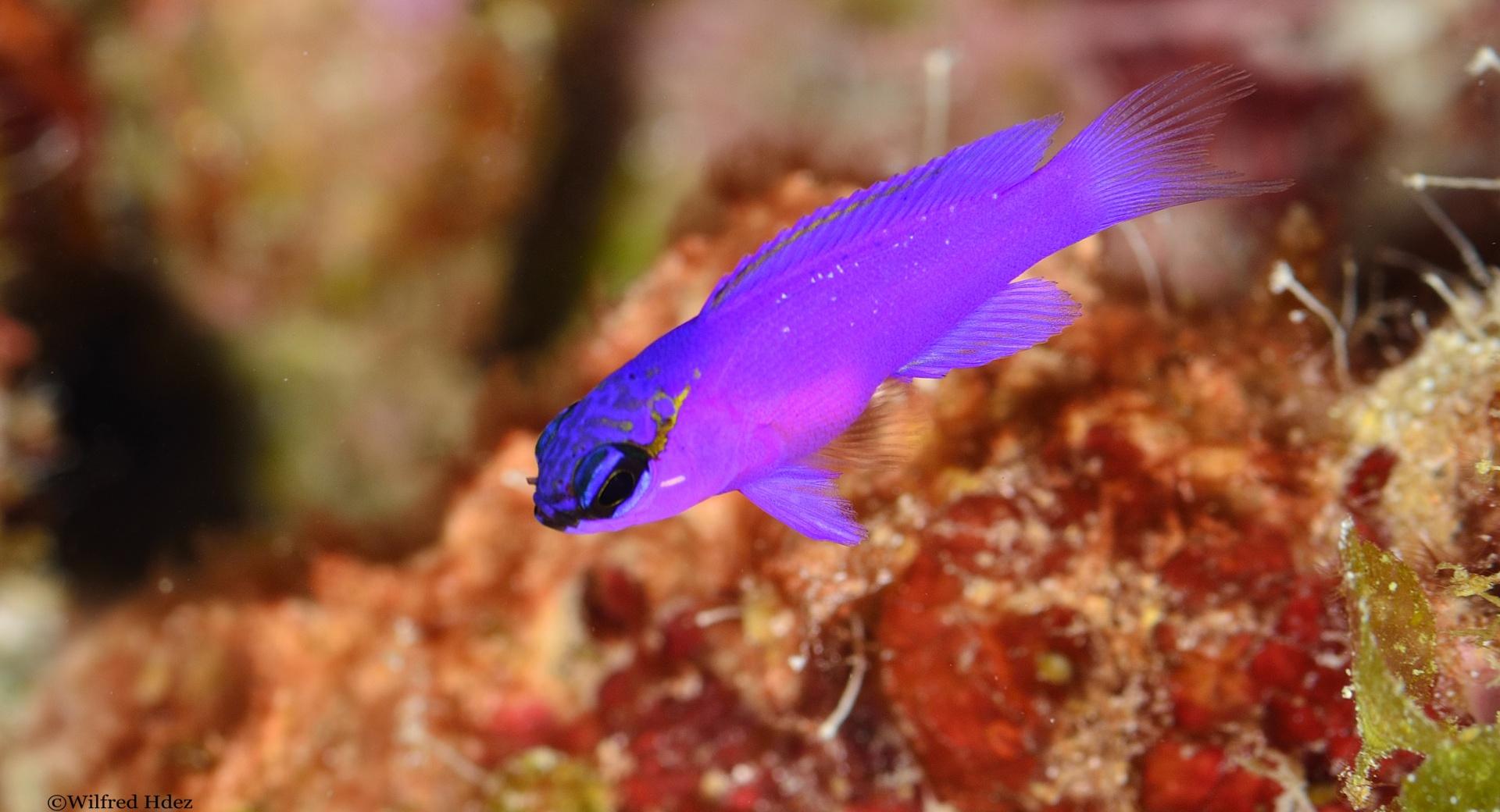 Purple Fish Wallpaper HD Download