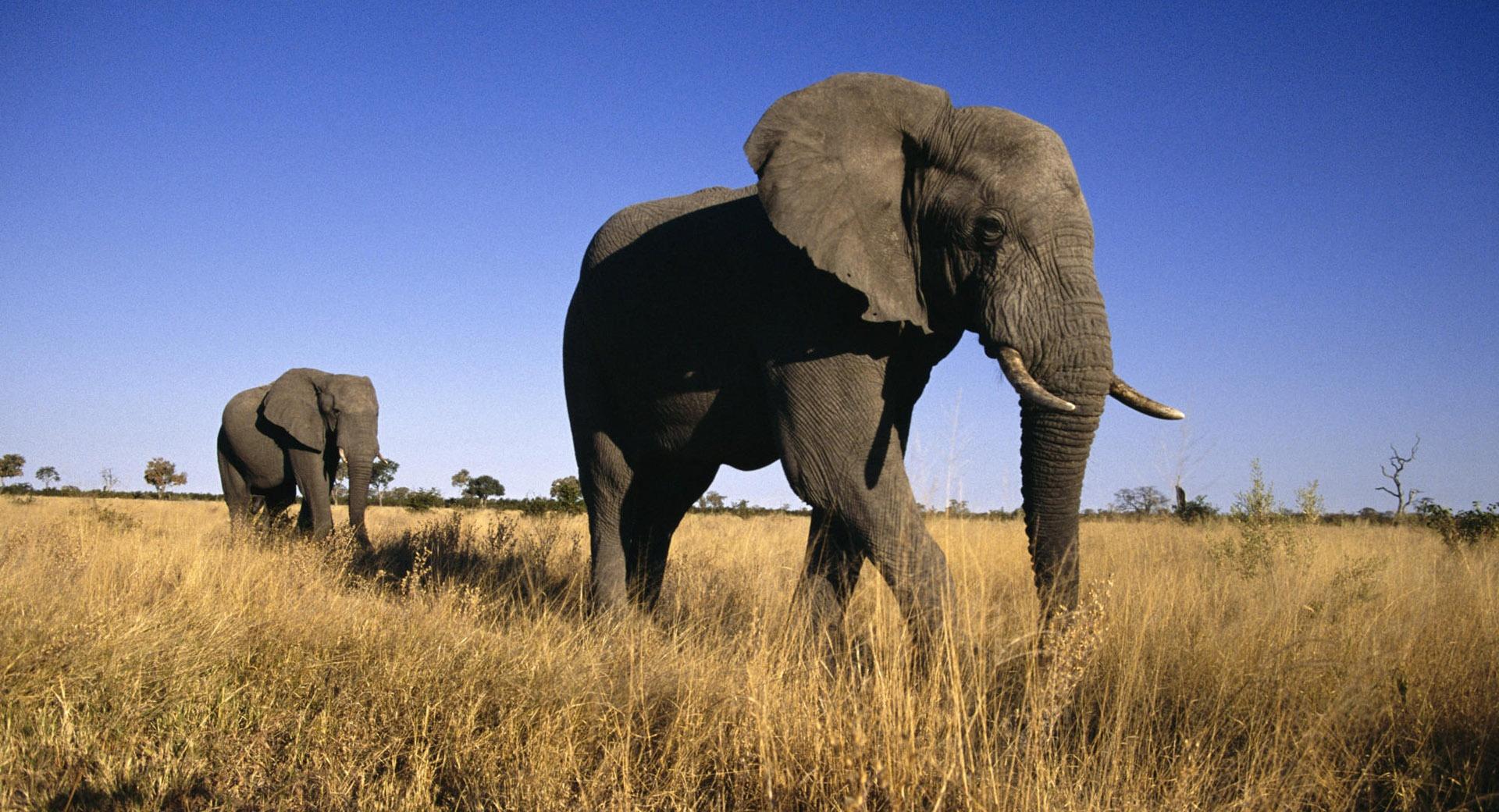 African Elephants 2048 x 2048 iPad wallpaper download