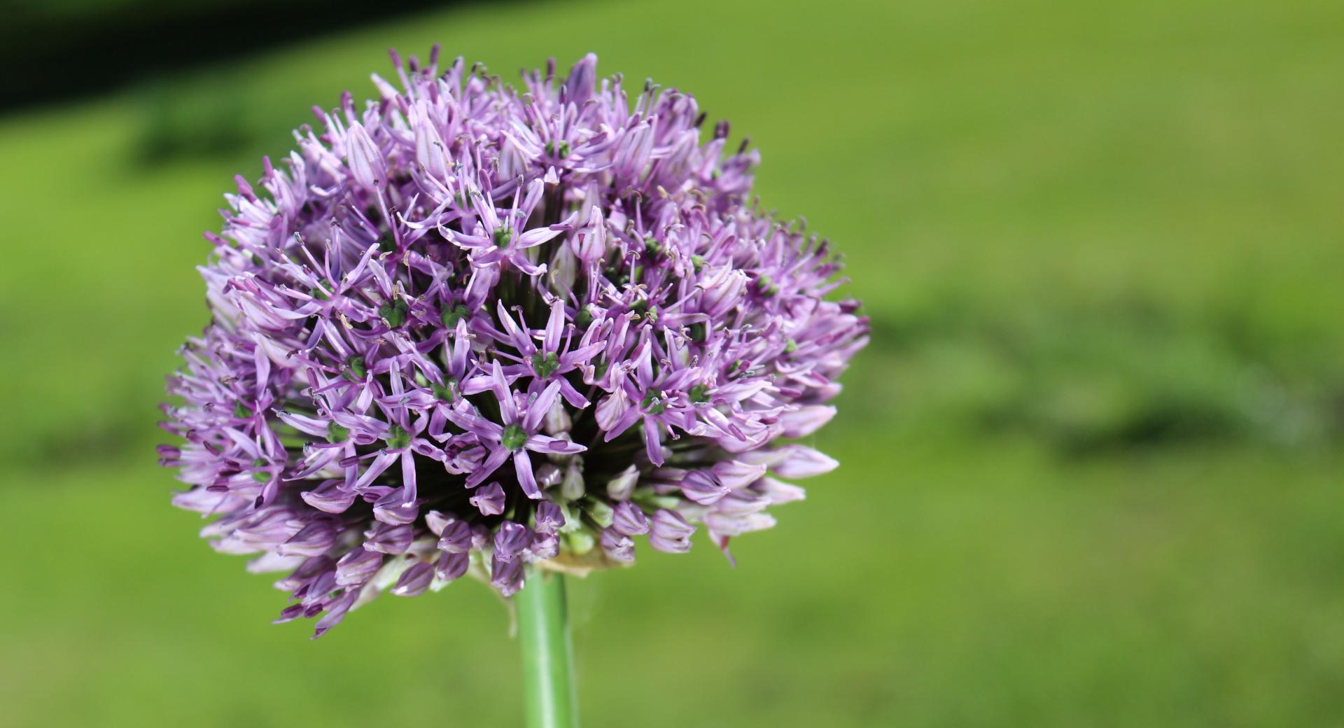 Allium Flower Wallpaper HD Download