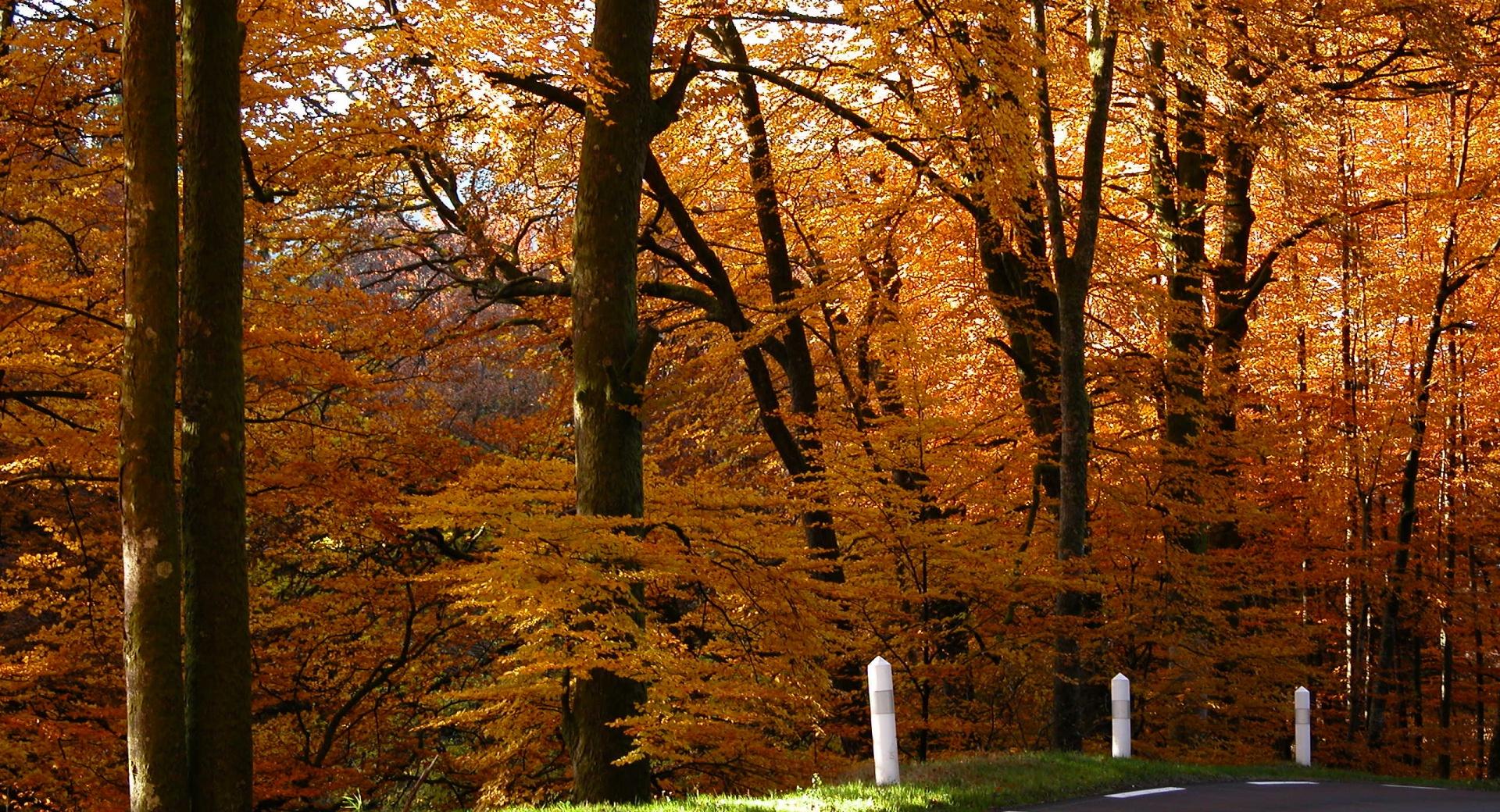 Golden Forest Wallpaper HD Download